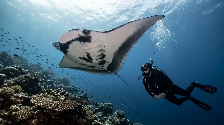 Scuba diving at Sipadan Island near Egang Egang Resort