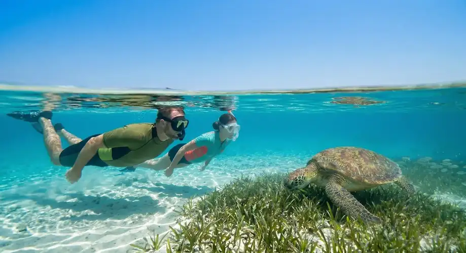 Sea turtle snorkelling near Egang Egang Resort in Semporna